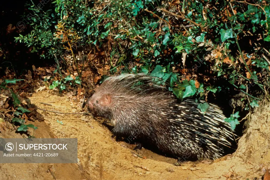 Crested Porcupine (Hystrix cristata) adult, at entrance to burrow, Tuscany, Italy