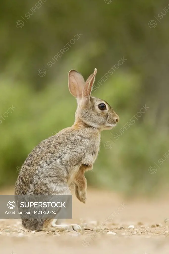 Eastern Cottontail (Sylvilagus floridanus) adult, alert, standing on hind legs, South Texas, U.S.A., may