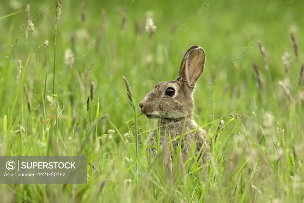 European Rabbit (Oryctolagus cuniculus) adult, alert, feeding on grass in orchard, Kent, England, summer