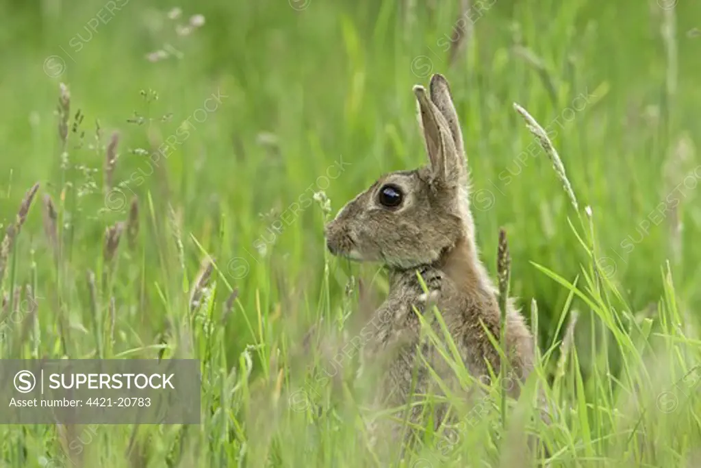 European Rabbit (Oryctolagus cuniculus) adult, alert, amongst grass in orchard, Kent, England, summer