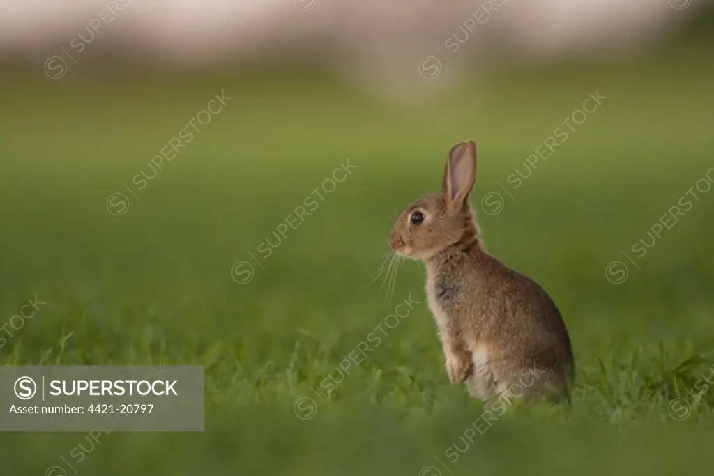 European Rabbit (Oryctolagus cuniculus) young, alert, standing on hind legs in field, Norfolk, England, june