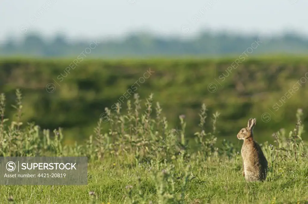 European Rabbit (Oryctolagus cuniculus) adult, standing on hind legs, on grazing marsh in evening sunlight, North Kent Marshes, Kent, England, june