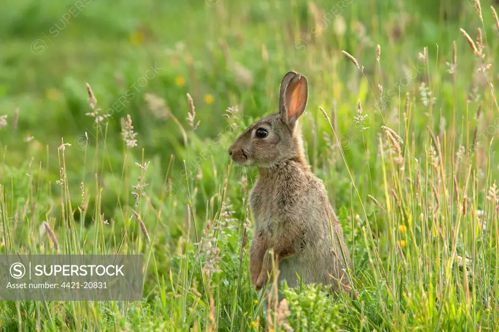 European Rabbit (Oryctolagus cuniculus) adult, alert, standing on hind legs amongst grass in orchard, Kent, England, summer