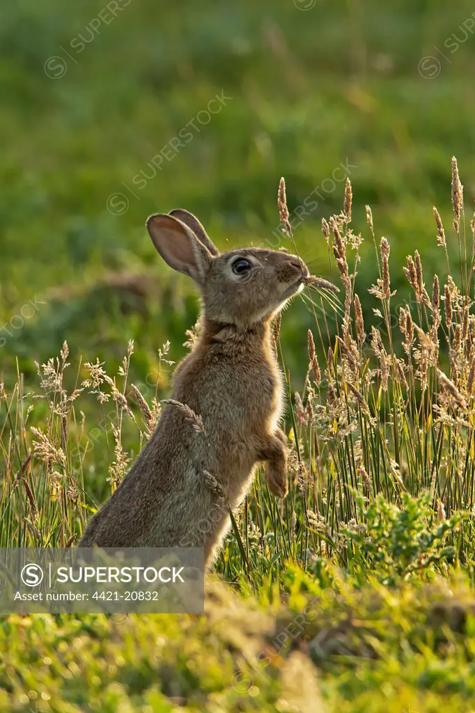 European Rabbit (Oryctolagus cuniculus) adult, standing on hind legs, feeding on grass in orchard, Kent, England, summer