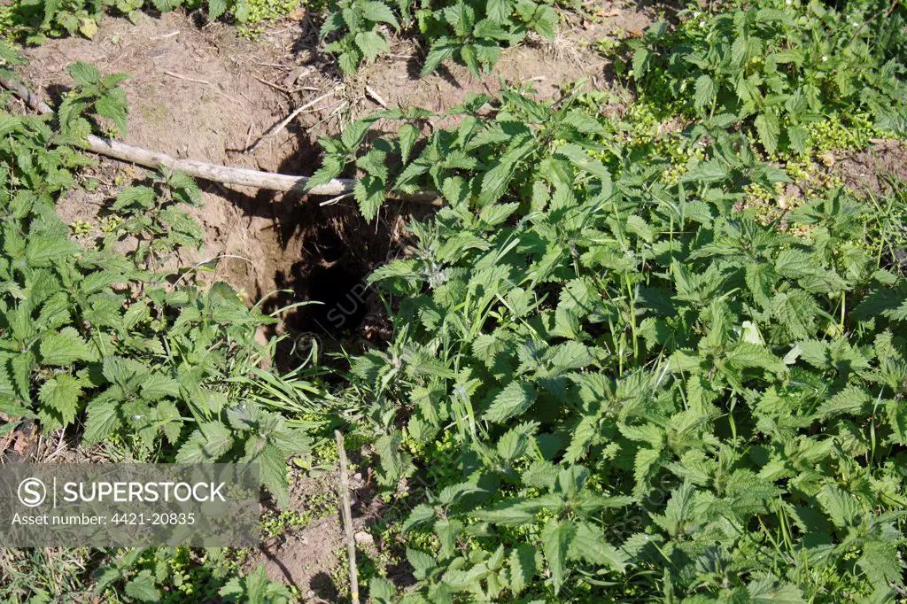 European Rabbit (Oryctolagus cuniculus) burrow entrance, with Stinging Nettles (Urtica dioica) growing on disturbed and enriched soil, Redgrave and Lopham Fen, Waveney Valley, Suffolk, England, september
