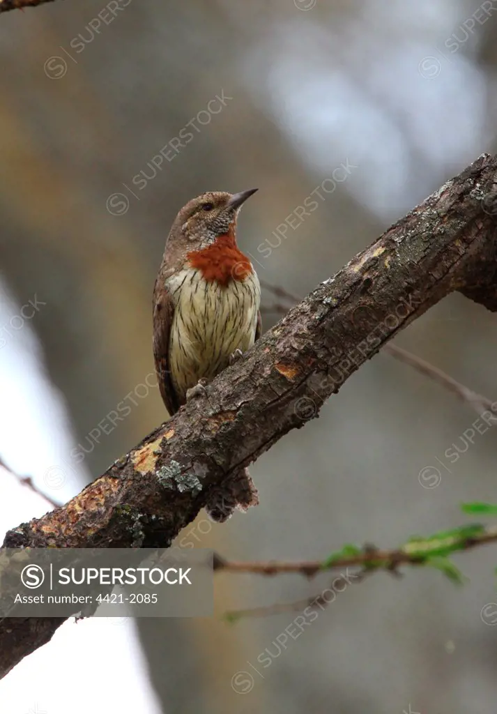 Rufous-necked Wryneck (Jynx ruficollis) adult, perched on dead branch, Lake Naivasha, Great Rift Valley, Kenya, november