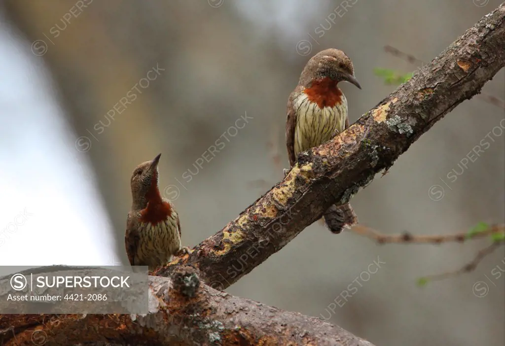 Rufous-necked Wryneck (Jynx ruficollis) adult pair, perched on dead branch, Lake Naivasha, Great Rift Valley, Kenya, november