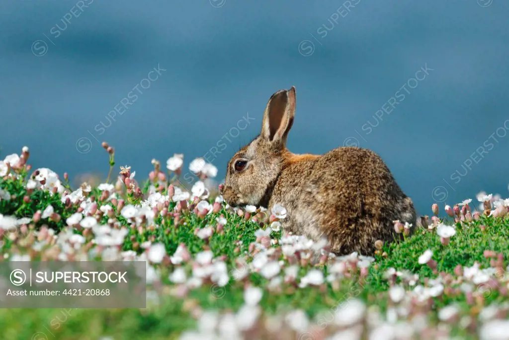 European Rabbit (Oryctolagus cuniculus) young, feeding amongst Sea Campion (Silene uniflora) on coastal cliffs, Skomer Island, Pembrokeshire, Wales, may