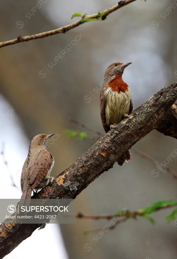 Rufous-necked Wryneck (Jynx ruficollis) adult pair, perched on dead branch, Lake Naivasha, Great Rift Valley, Kenya, november