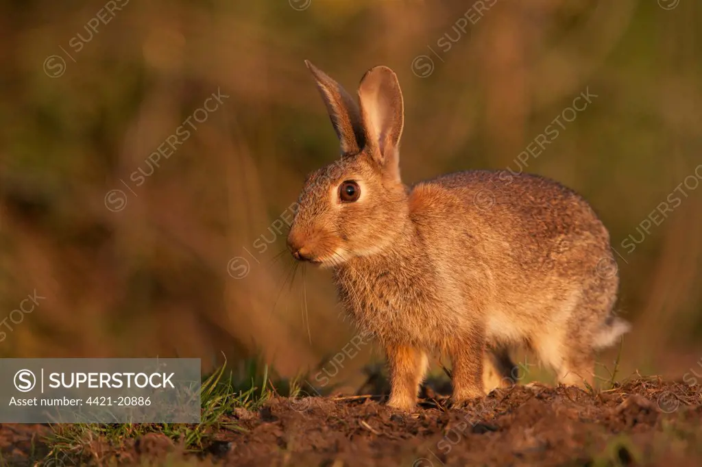European Rabbit (Oryctolagus cuniculus) adult, alert, standing on field margin, Norfolk, England, july