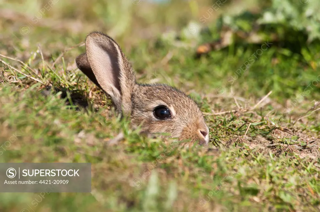 European Rabbit (Oryctolagus cuniculus) baby, cautiously poking head out of burrow on farmland, near Dungeness, Kent, England, may