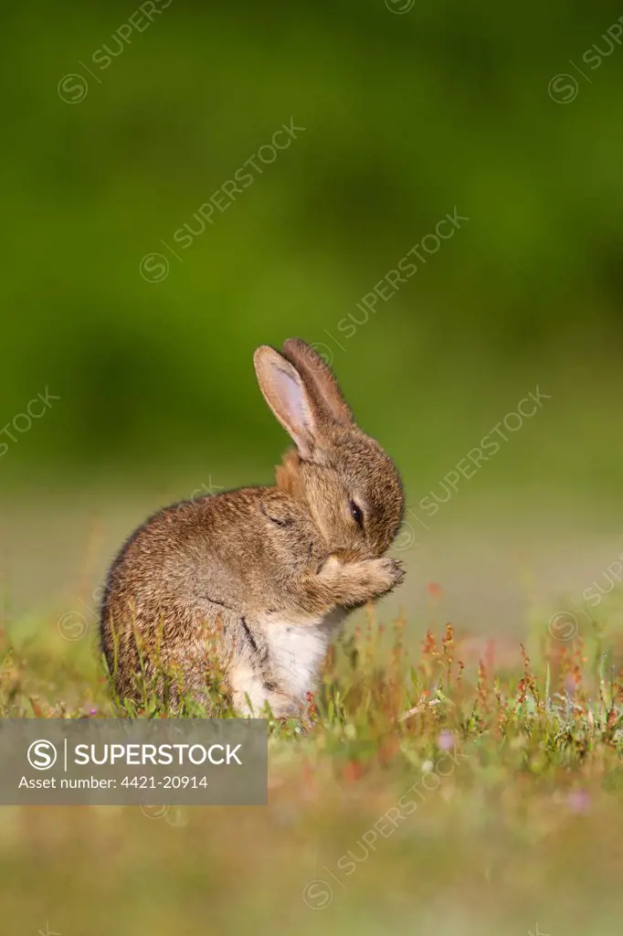 European Rabbit (Oryctolagus cuniculus) baby, grooming, licking front paws, sitting in grassland, Minsmere RSPB Reserve, Suffolk, England, july