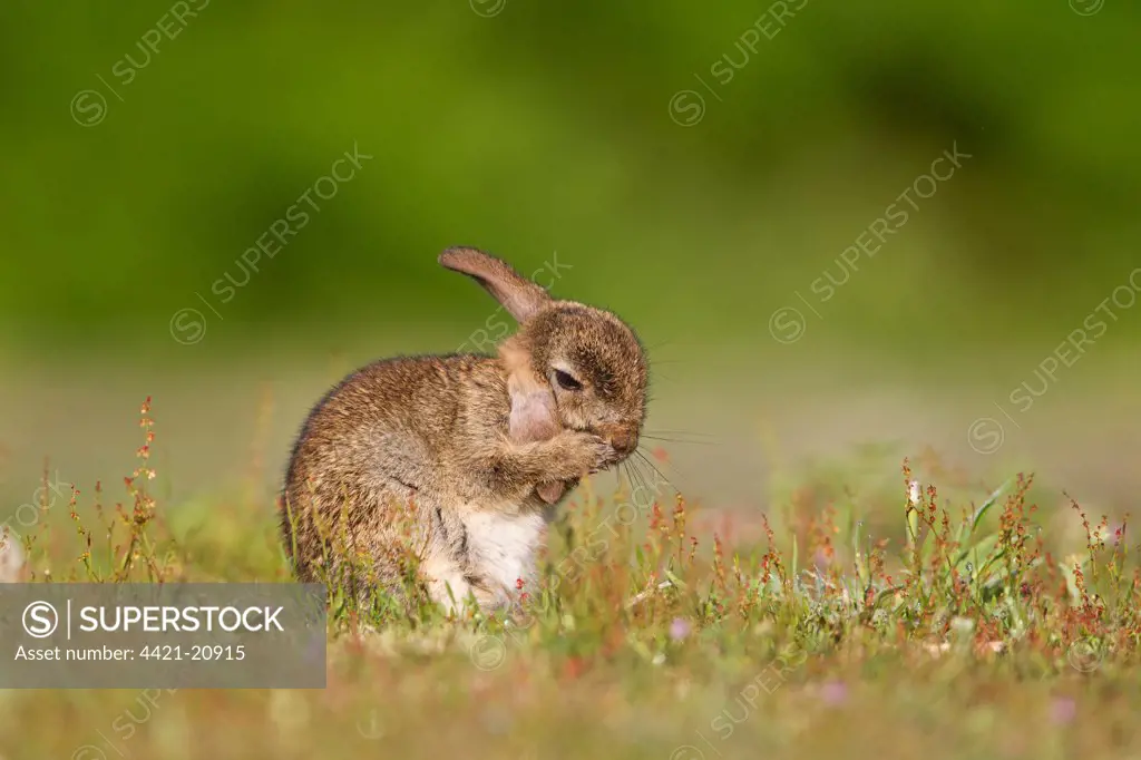 European Rabbit (Oryctolagus cuniculus) baby, grooming ear with front paws, sitting in grassland, Minsmere RSPB Reserve, Suffolk, England, july