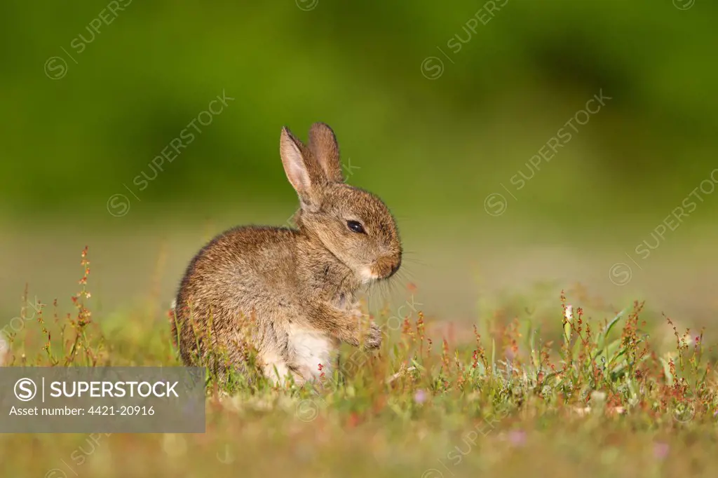 European Rabbit (Oryctolagus cuniculus) baby, with front paws together after grooming, sitting in grassland, Minsmere RSPB Reserve, Suffolk, England, july