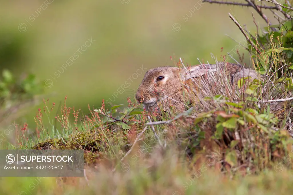 European Rabbit (Oryctolagus cuniculus) adult, resting amongst vegetation on grassland, Minsmere RSPB Reserve, Suffolk, England, july