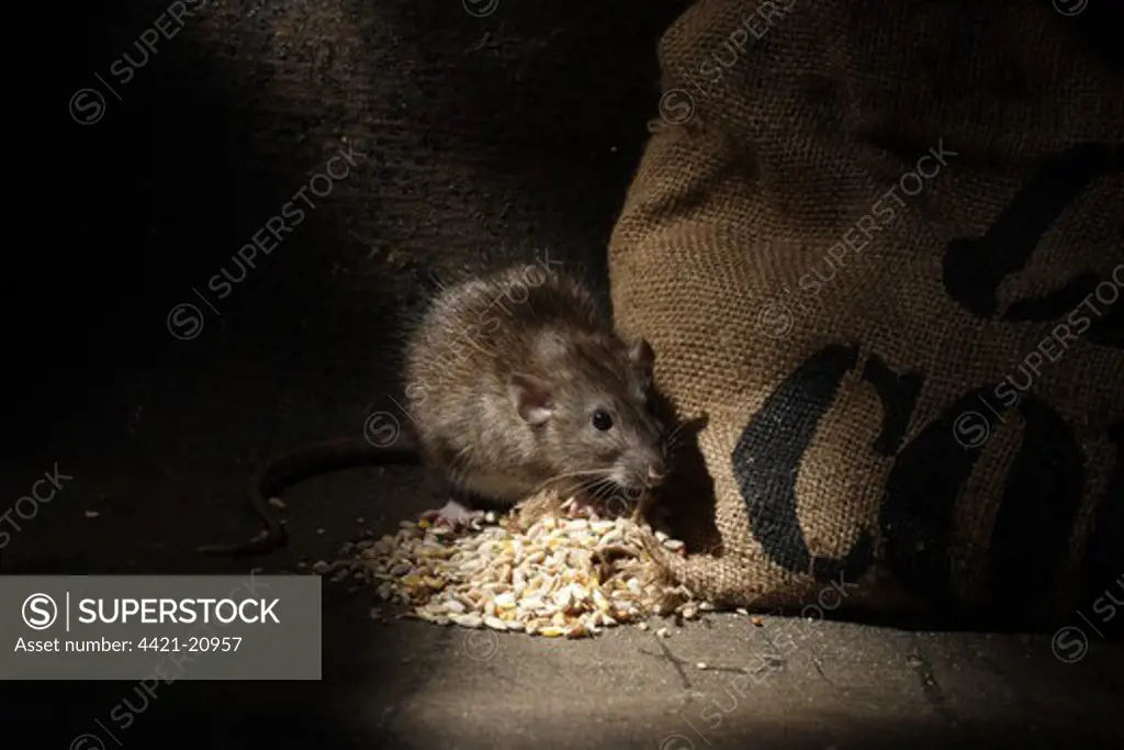 Brown Rat (Rattus norvegicus) adult, feeding on grain spilt from sack, England, august (captive)