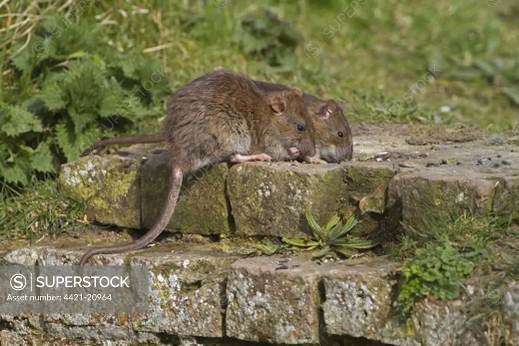 Brown Rat (Rattus norvegicus) two adults, feeding on bricks at edge of ditch, Norfolk, England