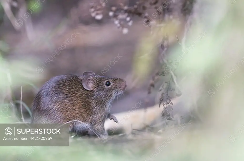 Hispid Cotton Rat (Sigmodon hispidus) adult, standing amongst vegetation, Guatemala