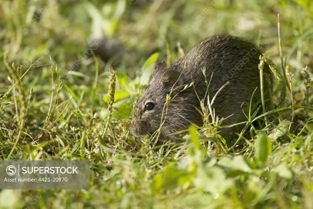 Hispid Cotton Rat (Sigmodon hispidus) adult, feeding in grassland, Quintana, Brazoria County, Texas, U.S.A., april