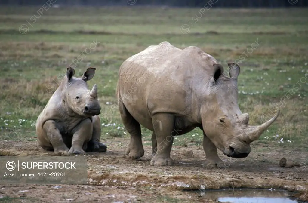 White Rhinoceros (Ceratotherium simum)   With calf - Lake Nakuru, Kenya