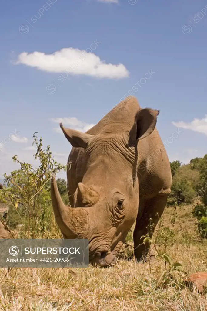 White Rhinoceros (Ceratotherium simum) adult, grazing, Masai Mara, Kenya