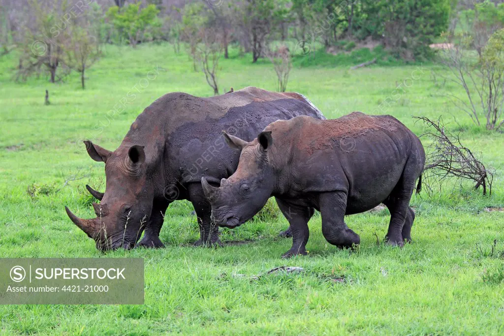 White Rhinoceros (Ceratotherium simum) adult female with immature, feeding on grass, Sabi Sabi Game Reserve, Kruger N.P., South Africa