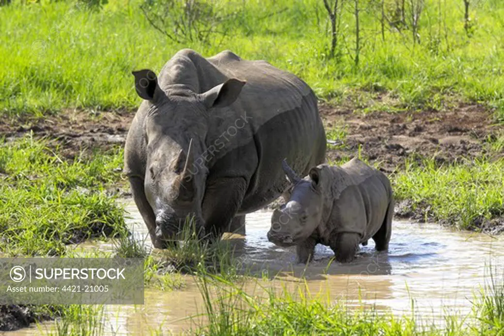 White Rhinoceros (Ceratotherium simum) adult female with baby, standing in muddy pool, Sabi Sabi Game Reserve, Kruger N.P., South Africa