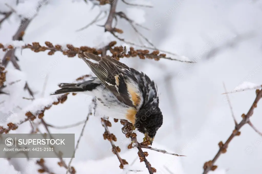 Brambling (Fringilla montifringilla) adult male, feeding on seeds in snow, on migration, Great Caucasus, Caucasus Mountains, Georgia, april