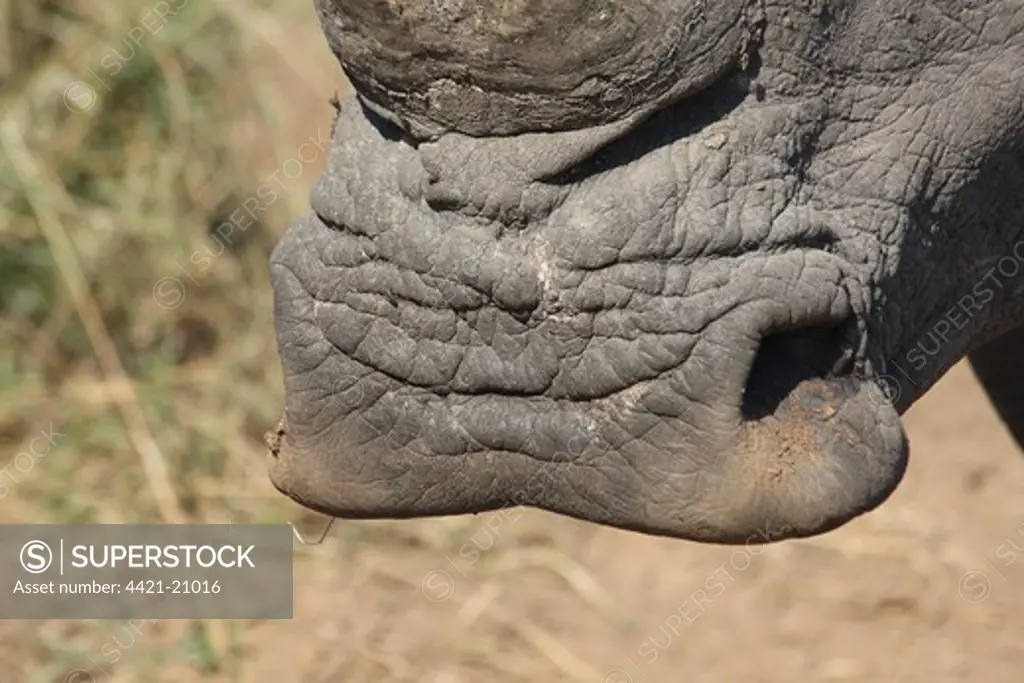 White Rhinoceros (Ceratotherium simum) adult, close-up of square lip, Hlane Game Reserve, Swaziland