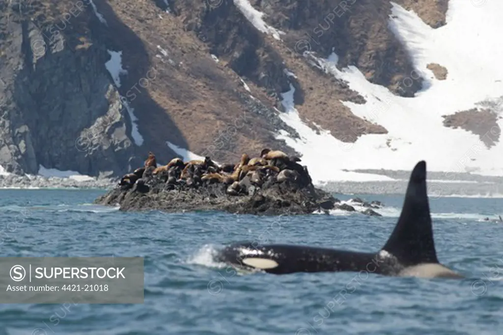 Steller's Sealion (Eumetopias jubatus) colony, on rocks at haul out, with Killer Whale (Orcinus orca) adult, swimming at surface of sea in foreground, Kamchatka Peninsula, Kamchatka Krai, Russian Far East, Russia, june