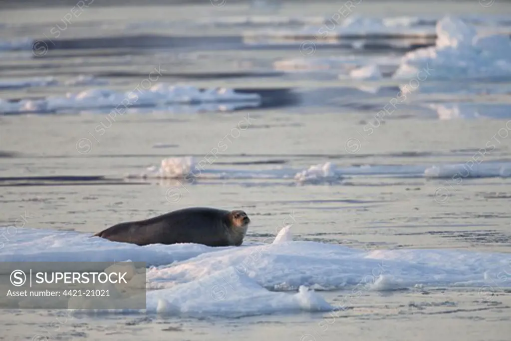 Bearded Seal (Erignathus barbatus) adult, resting on ice floe, Spitsbergen, Svalbard, august