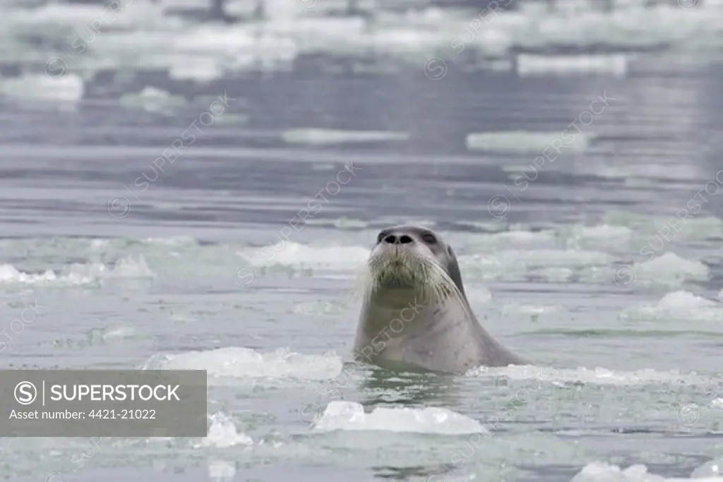 Bearded Seal (Erignathus barbatus) adult, amongst ice at sea, Spitzbergen, Svalbard, july