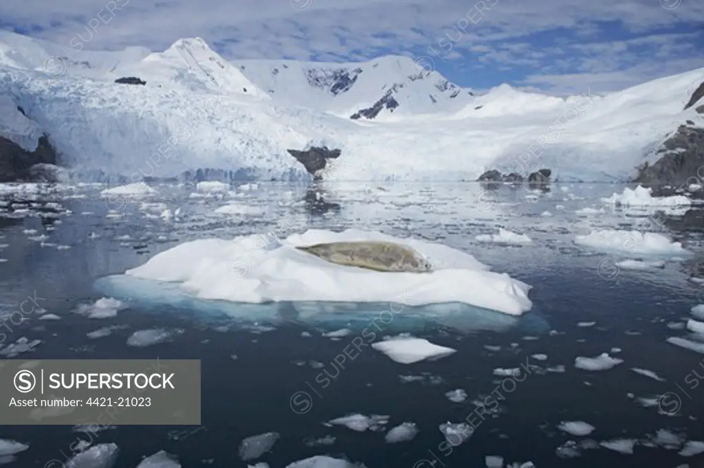 Crabeater Seal (Lobodon carcinophagus) adult, resting on ice floe, with snow covered mountains in background, La Maire Channel, Antarctic Peninsula, Antarctica