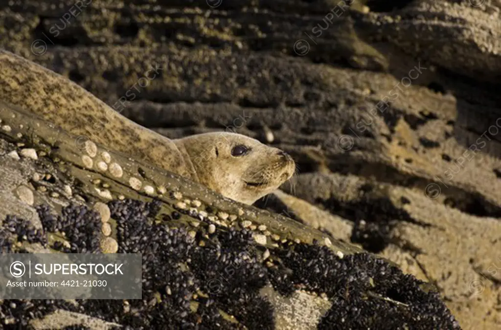 Common Seal (Phoca vitulina) adult, resting amongst coastal rocks, Shetland Islands, Scotland