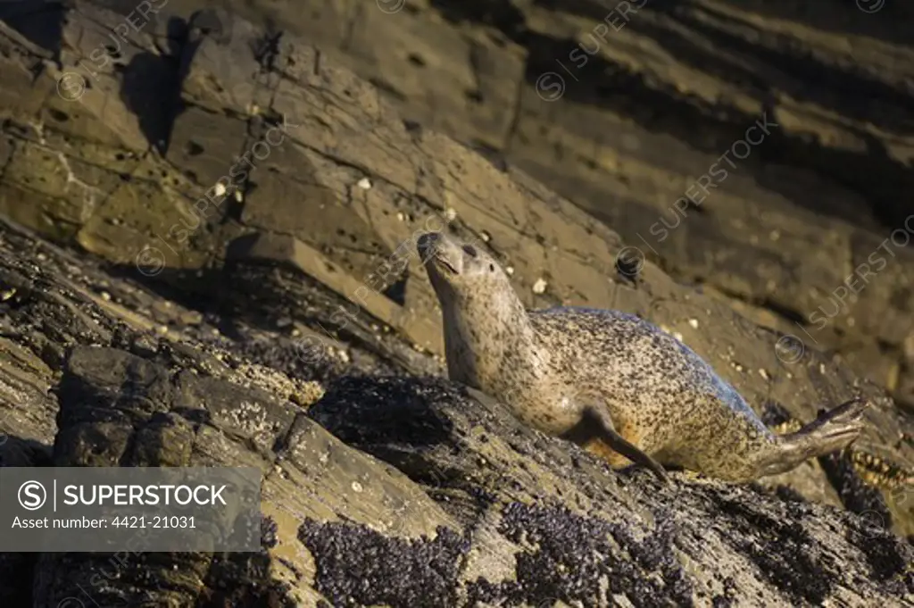 Common Seal (Phoca vitulina) adult, emerging from sea and struggling up coastal rocks to haul out site, Shetland Islands, Scotland