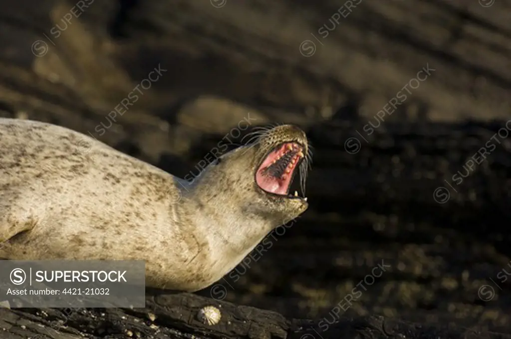 Common Seal (Phoca vitulina) adult, yawning, resting on coastal rocks, Shetland Islands, Scotland