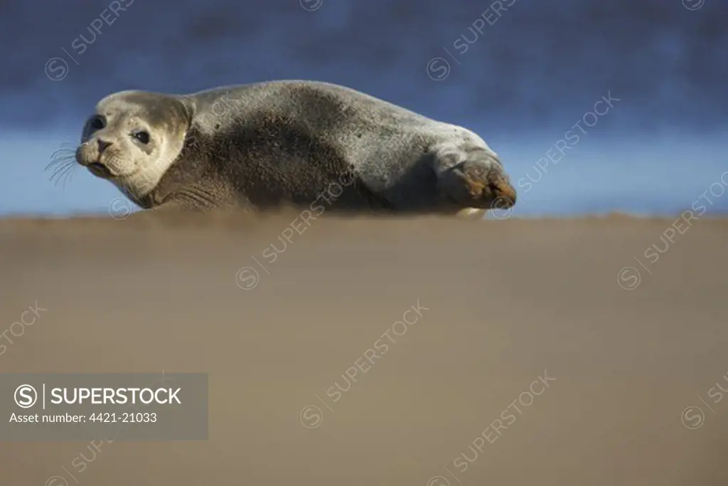 Common Seal (Phoca vitulina) pup, resting on sandy beach, Lincolnshire, England, november