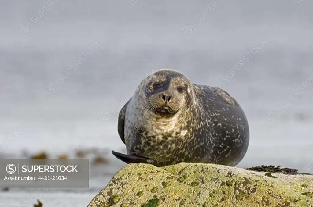 Common Seal (Phoca vitulina) adult, resting on rock, Shetland Islands, Scotland, june