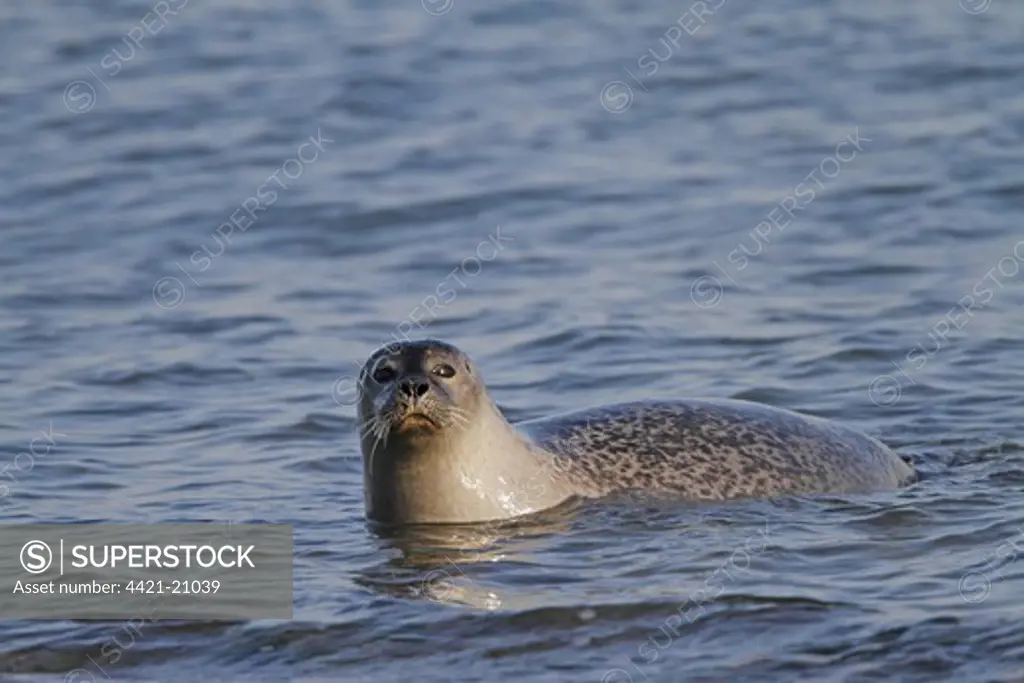 Common Seal (Phoca vitulina) adult, in shallow water, Heligoland, Schleswig-Holstein, Germany, may