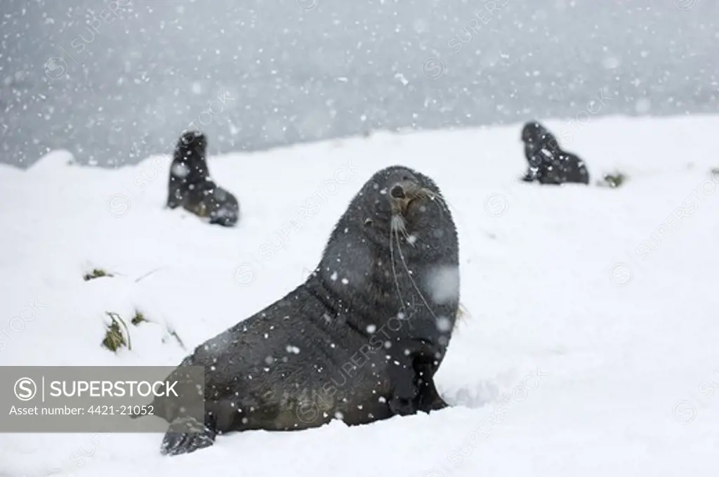 Antarctic Fur Seal (Arctocephalus gazella) three adults, sitting on snow during snowfall, Grytviken, South Georgia, november
