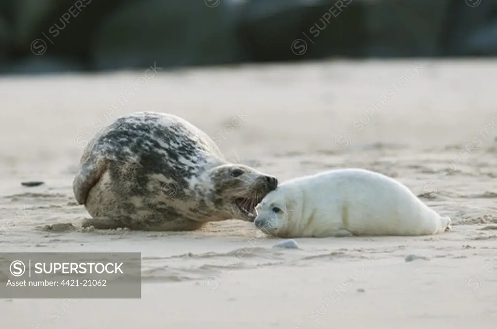 Grey Seal (Halichoerus grypus) adult female with whitecoat pup, interacting on sandy beach, Norfolk, England, november
