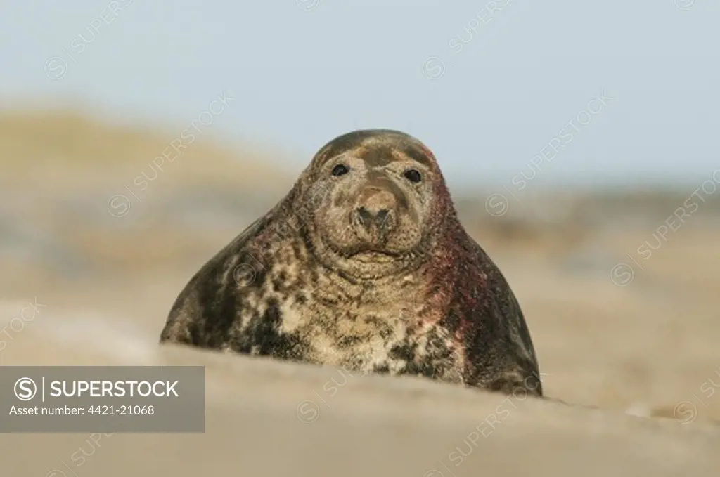 Grey Seal (Halichoerus grypus) adult male, with bloody injury, on sandy beach, Norfolk, England, november
