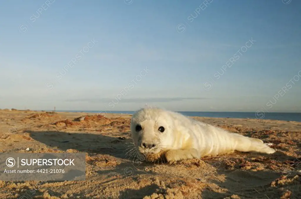 Grey Seal (Halichoerus grypus) whitecoat pup, surrounded by placenta, on sandy beach habitat, Norfolk, England, november