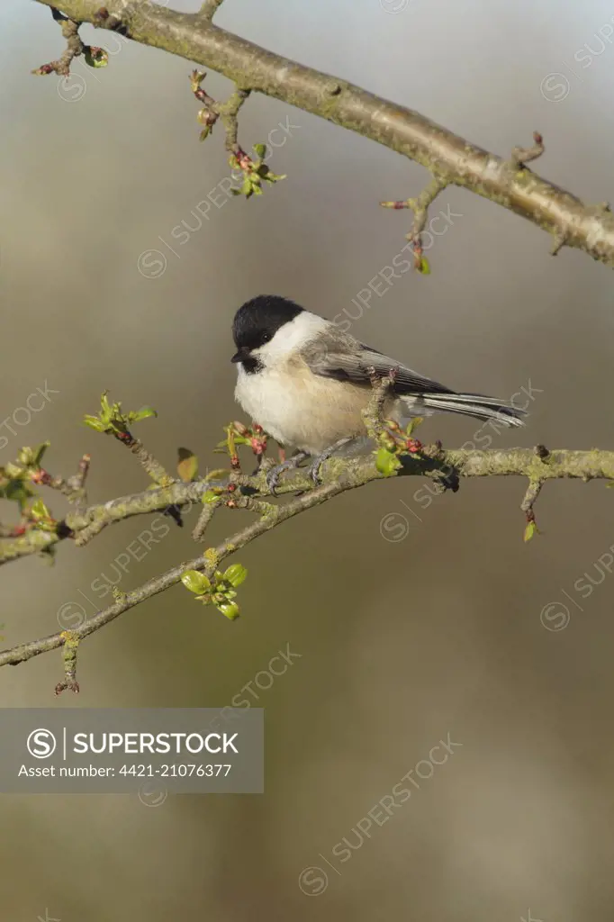 Willow Tit (Poecile montanus) adult, perched on Wild Crabapple (Malus sylvestris) twig, West Yorkshire, England, April