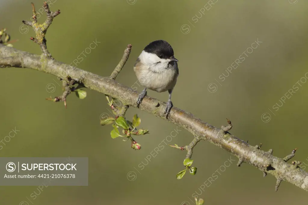 Willow Tit (Poecile montanus) adult, perched on Wild Crabapple (Malus sylvestris) twig, West Yorkshire, England, April