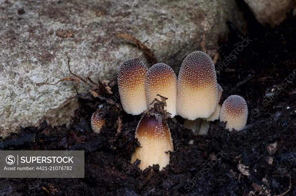 Glistening Inkcap (Coprinellus micaceus) fruiting bodies, Ingleborough, Yorkshire Dales N.P., North Yorkshire, England, August