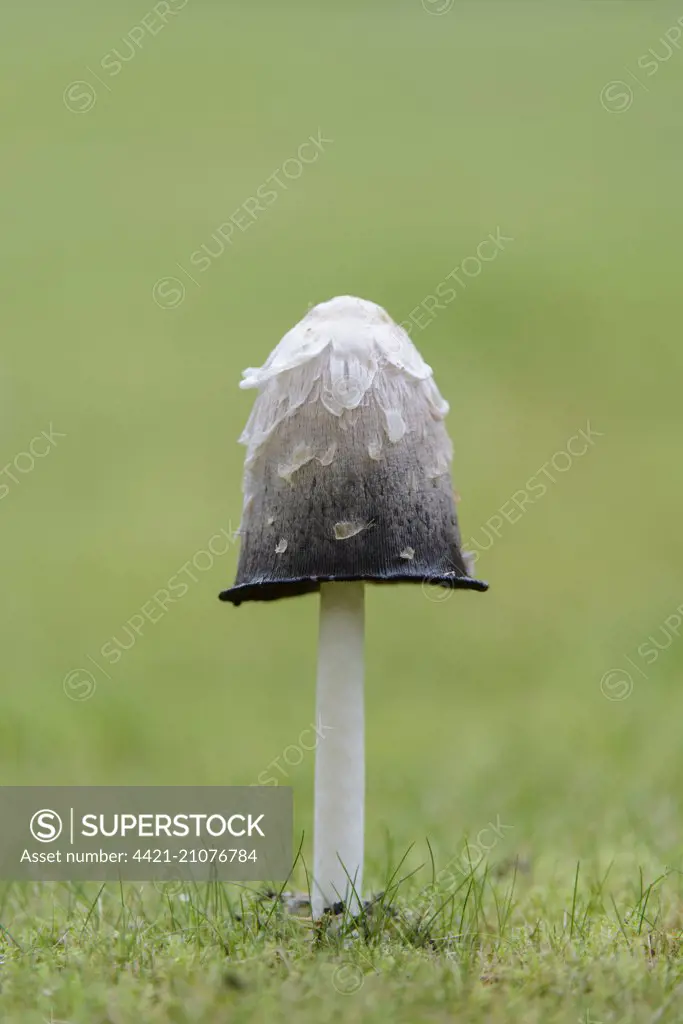 Shaggy Ink Cap (Coprinus comatus) fruiting body, growing in garden lawn, Staffordshire, England, October