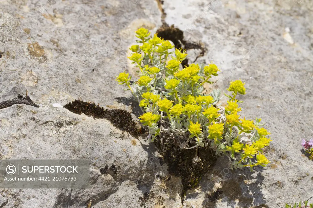 Felty Germander (Teucrium polium aureum) flowering, growing in limestone rock crevice, Ariege Pyrenees, Midi-Pyrenees, France, June