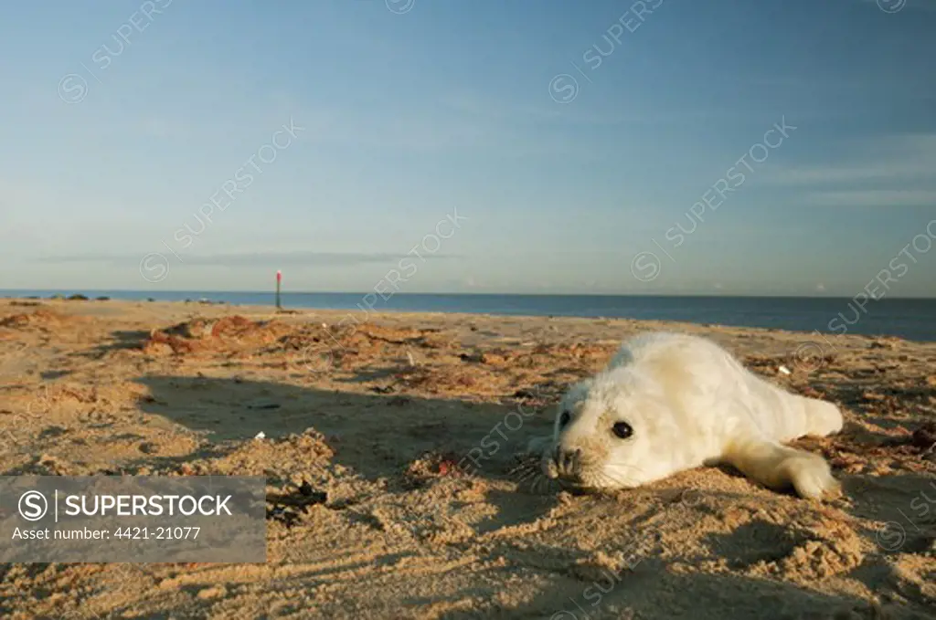 Grey Seal (Halichoerus grypus) whitecoat pup, surrounded by placenta, on sandy beach habitat, Norfolk, England, november