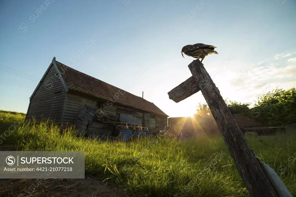 Little Owl (Athene noctua) adult, with earthworm prey in beak, perched on wooden signpost near barn at sunset, Suffolk, England, June